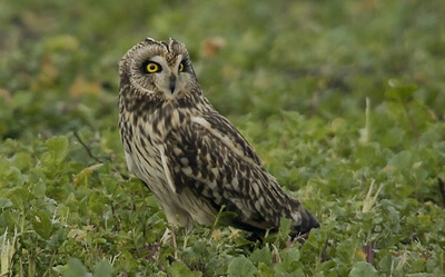 nieuws-vogelakkers-klein